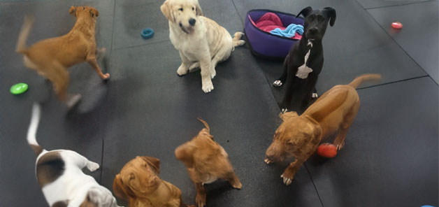 Puppy Place