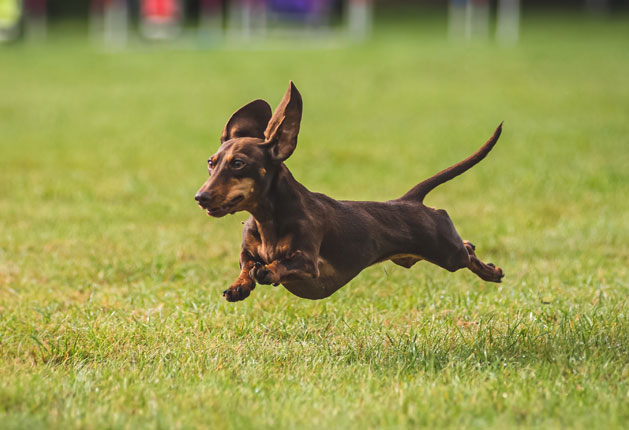 dachsund dog running a rally race