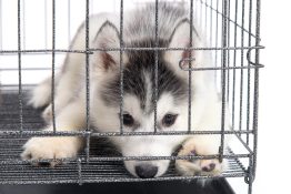 dog in a crate
