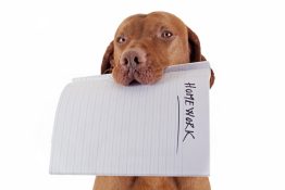 dog with homework