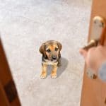 dog training to stay