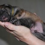 puppy