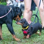 dogs meeting