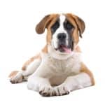 happy dog