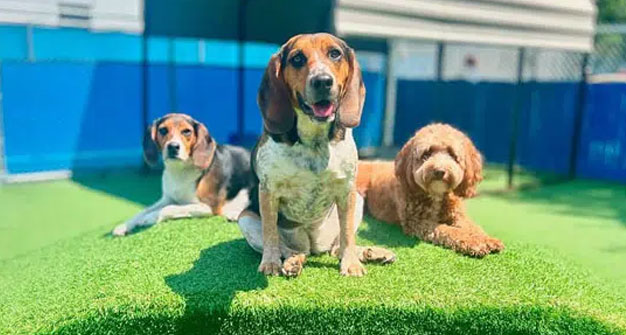 group of dogs playing