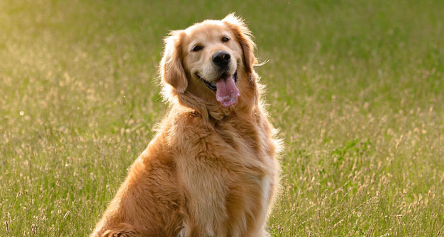 golden retriever in the grass