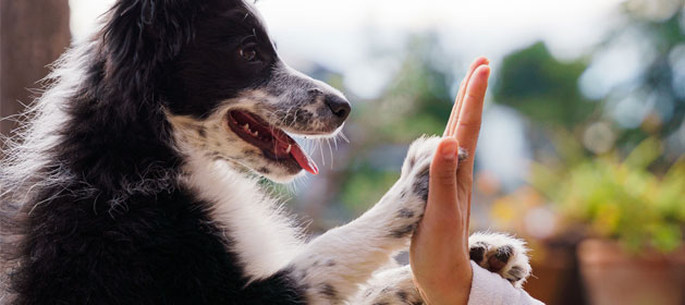 Dog learning how to high five