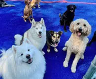 group of happy dogs