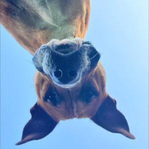 491808906_1181548603983068_4676244672895422222_n