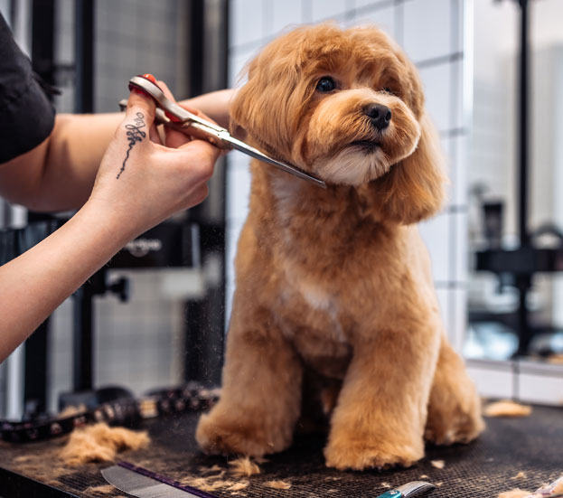 dog being groomed