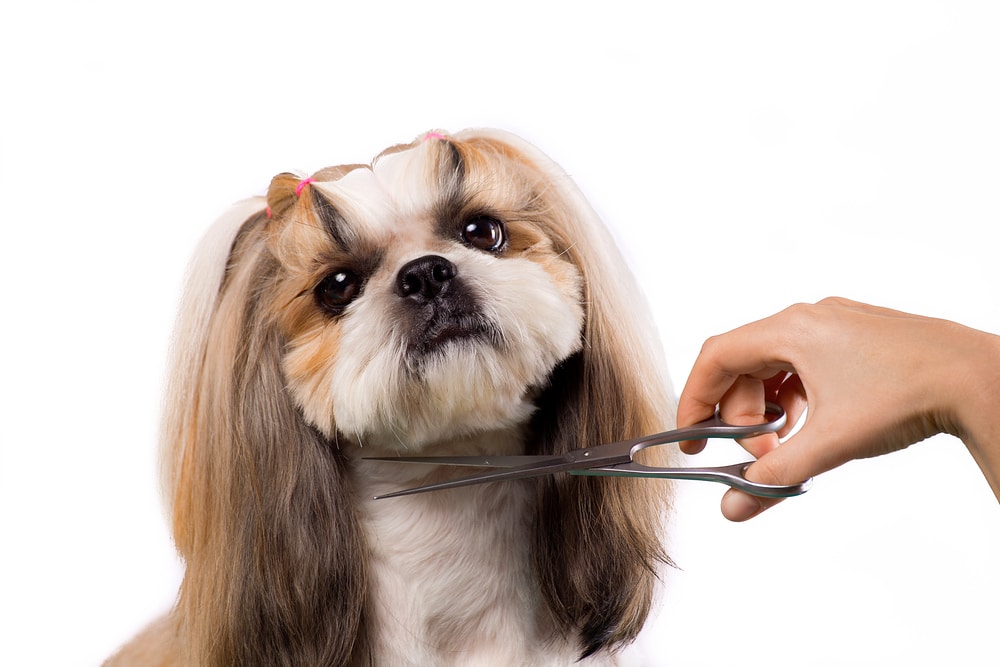 dog being groomed