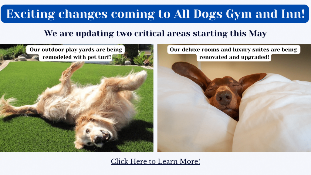 Exciting changes coming to All Dogs Gym and Inn (2)