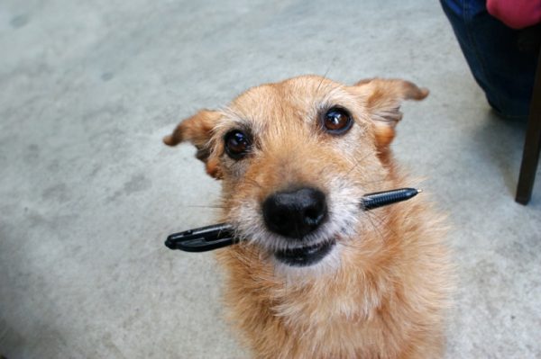 Dog Interrupting work